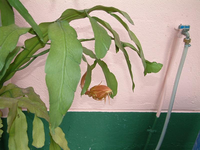 DSCF0035( 開花前 ).JPG